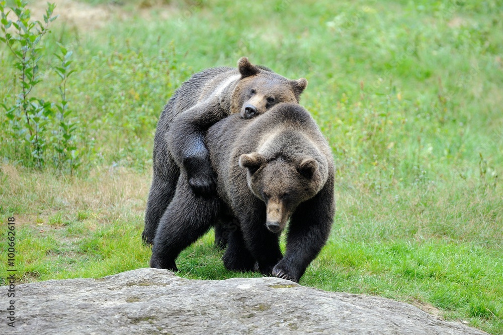 Bear (Ursus arctos)