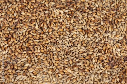 malt grains closeup photo