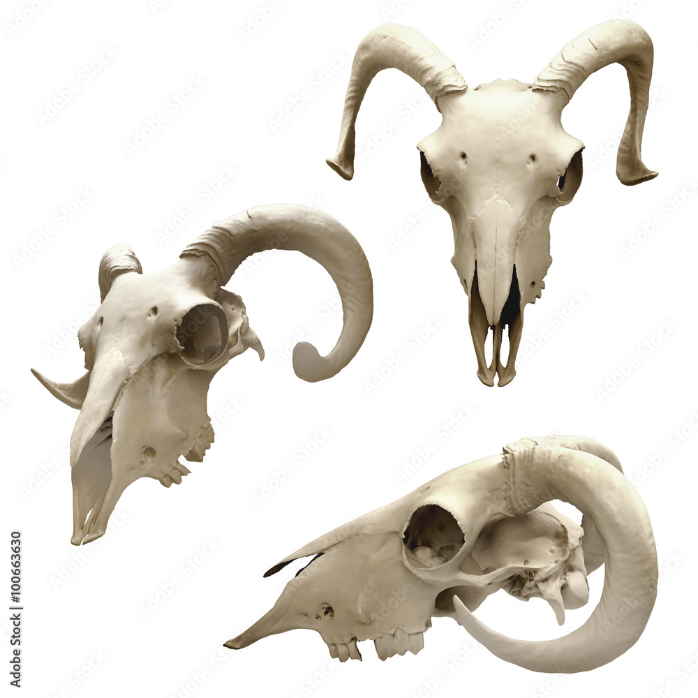 ram skull different views isolated on white Stock Illustration | Adobe Stock