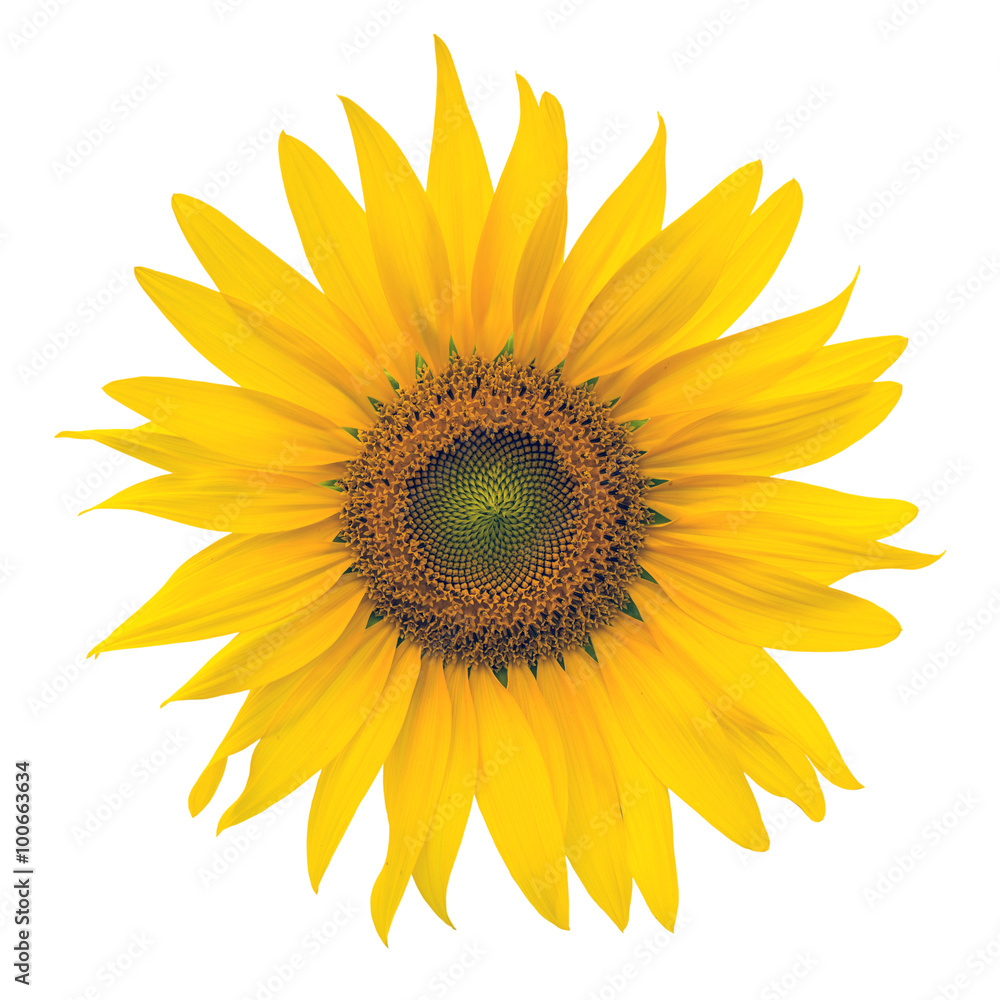 Yellow Sunflower isolated on white background Yellow Sunflower isolated on white background