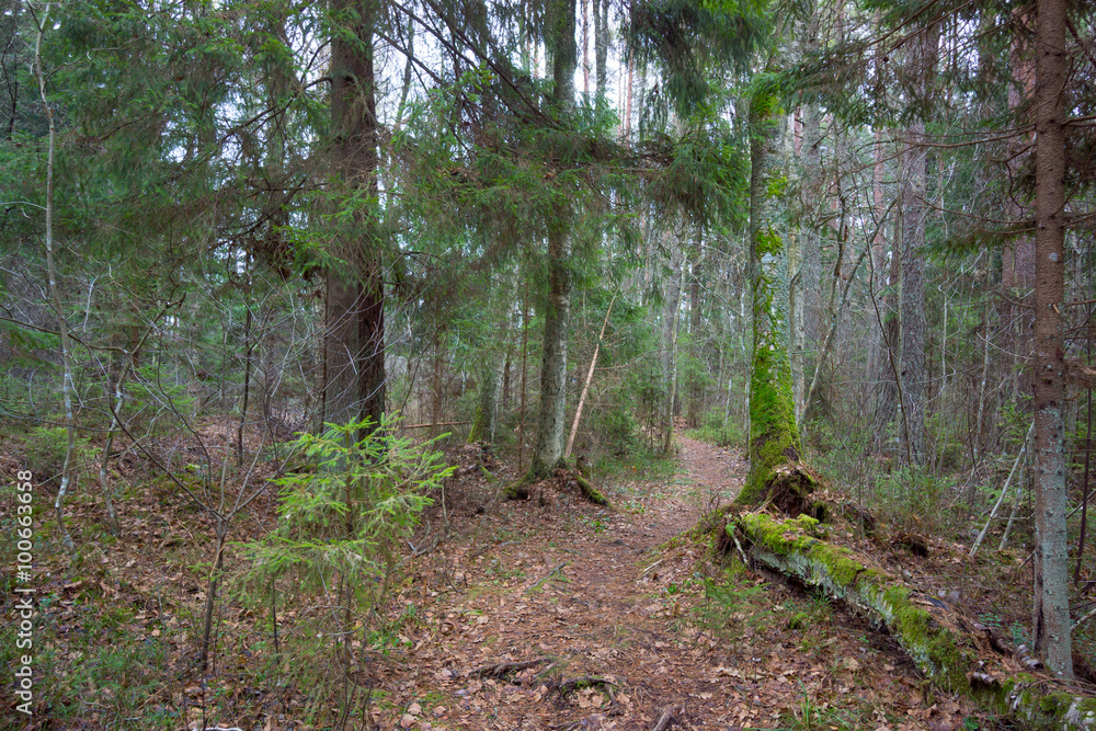 Fototapeta premium Footpath in a pine forest