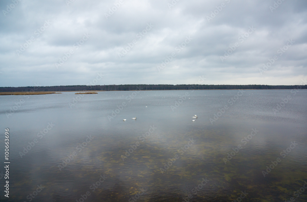 Slokas lake with floating swans in Kemeri region, Latvia