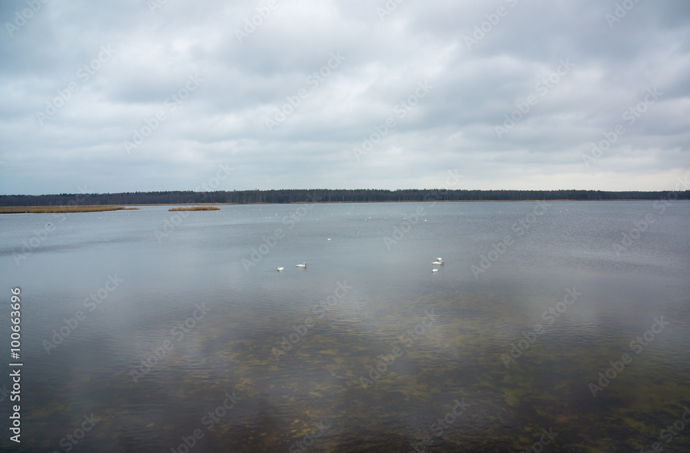 Obraz premium Slokas lake with floating swans in Kemeri region, Latvia
