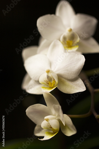 Orchid flower