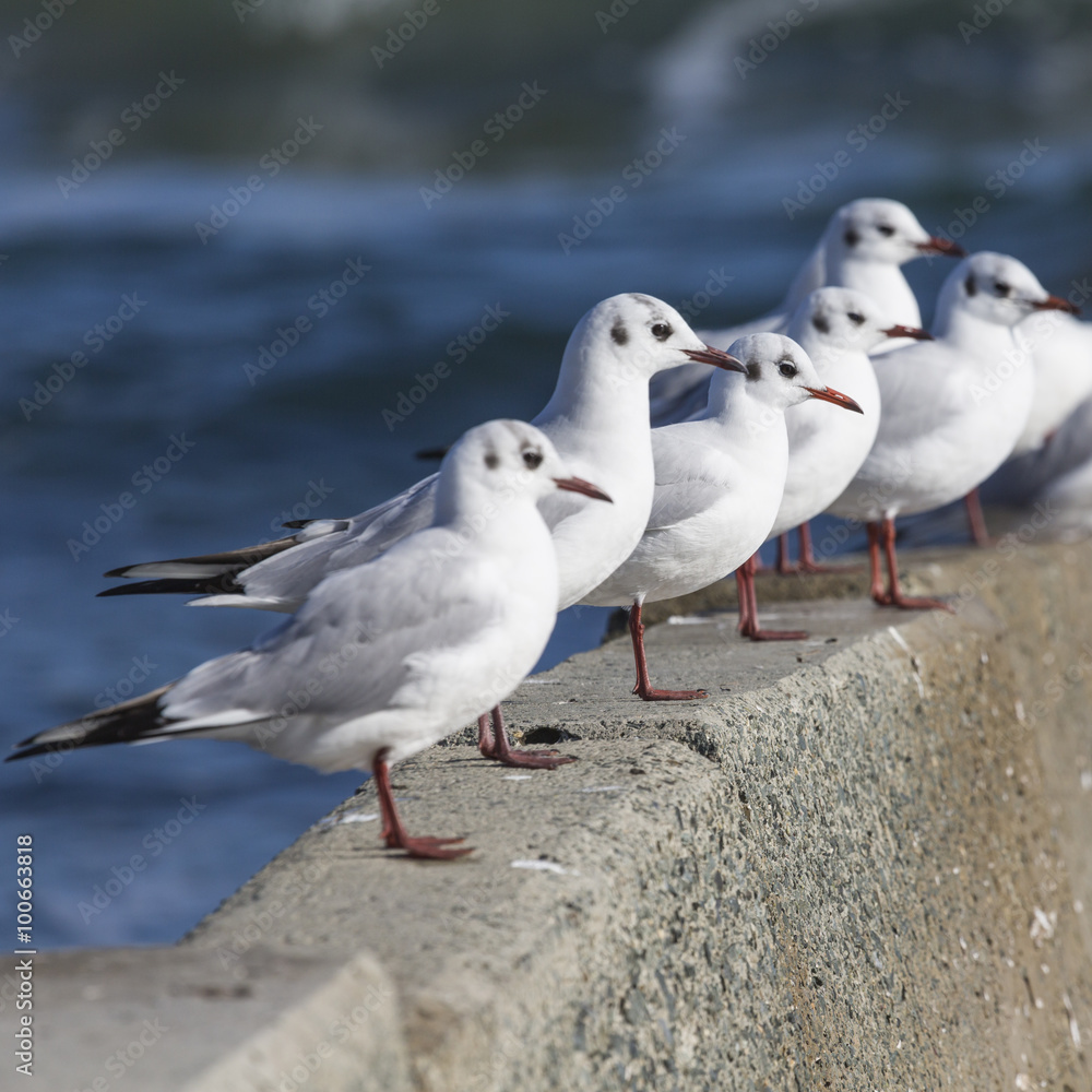 Fototapeta premium Group of seagulls