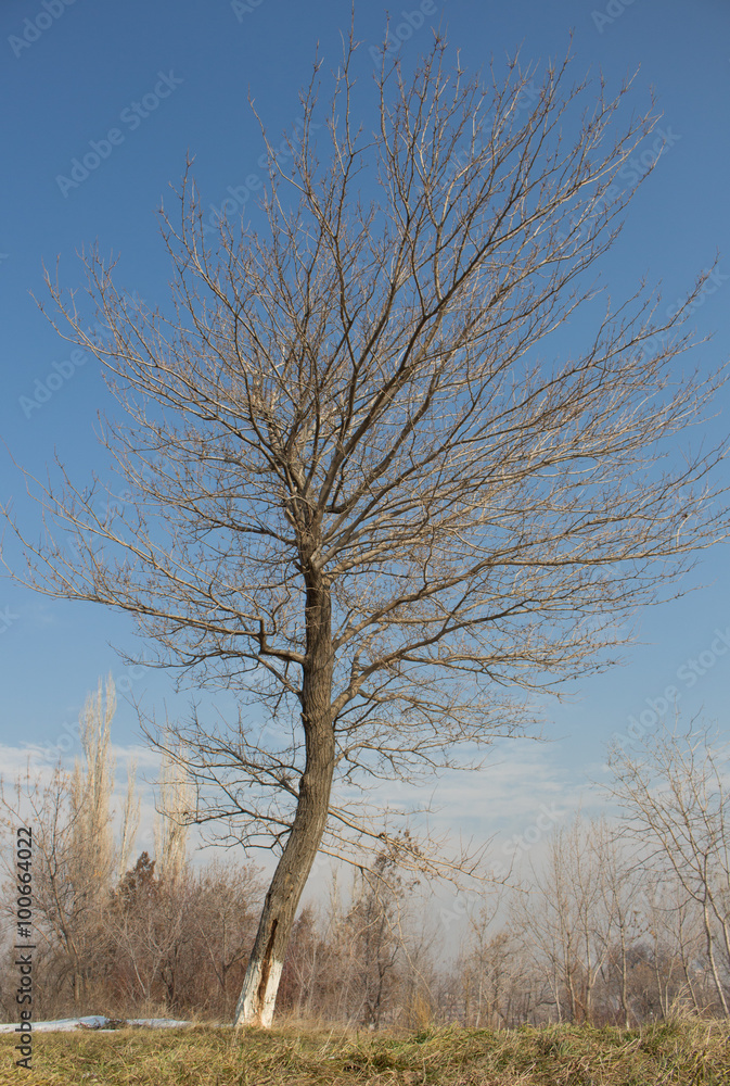 lonely dry tree on the green grass in the winter, the surrounding small dry trees. lonely dry tree on the green grass in the winter, the surrounding small dry trees.