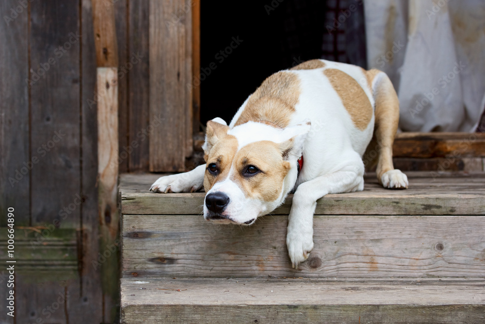 Dog lying on the porch and protects the house Dog lying on the porch and protects the house