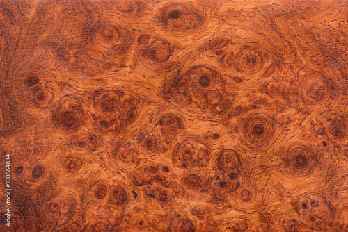Canvas Print background and texture of Macro Ormosia wood