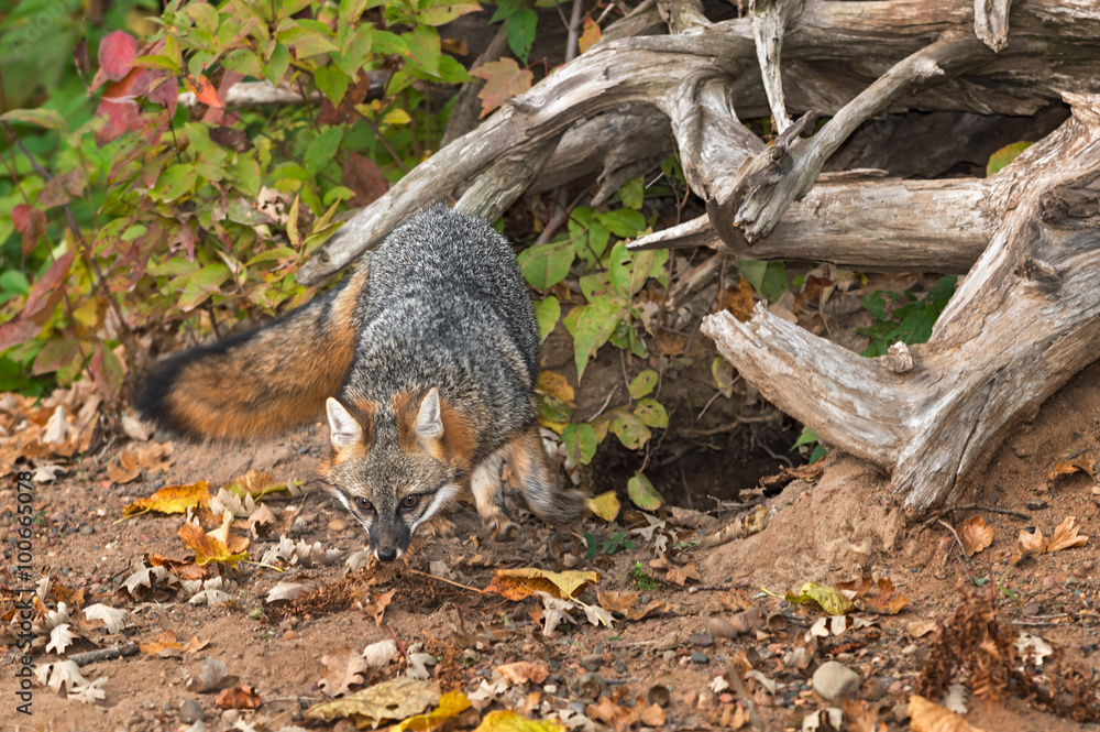Obraz premium Grey Fox (Urocyon cinereoargenteus) Moves Out of Den