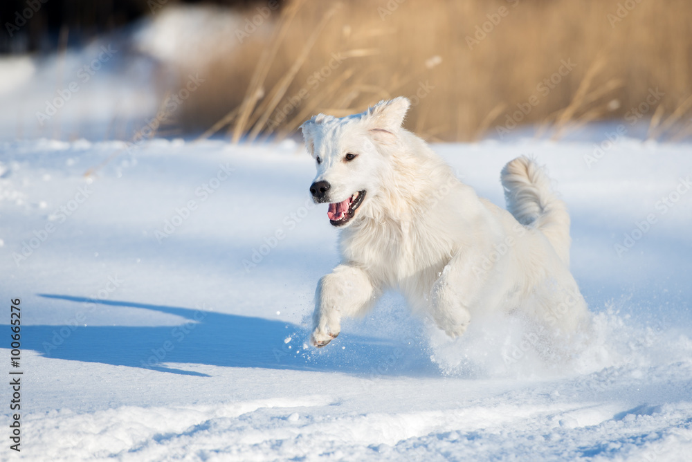 happy golden retriever puppy jumping in the snow happy golden retriever puppy jumping in the snow