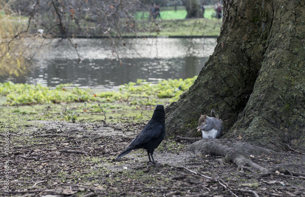 Obraz premium Corvo nero londra