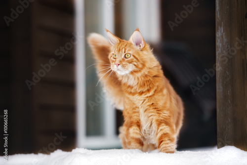 Fototapeta Naklejka Na Ścianę i Meble -  maine coon cat outdoors in winter