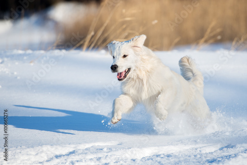 happy golden retriever puppy jumping in the snow