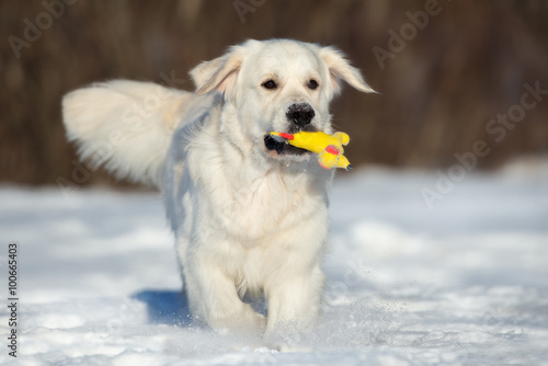 golden retriever dog carrying a toy