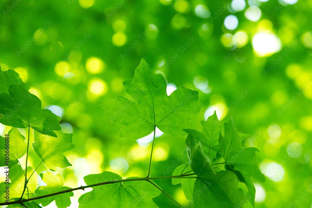 green leaves on the green backgrounds green leaves on the green backgrounds