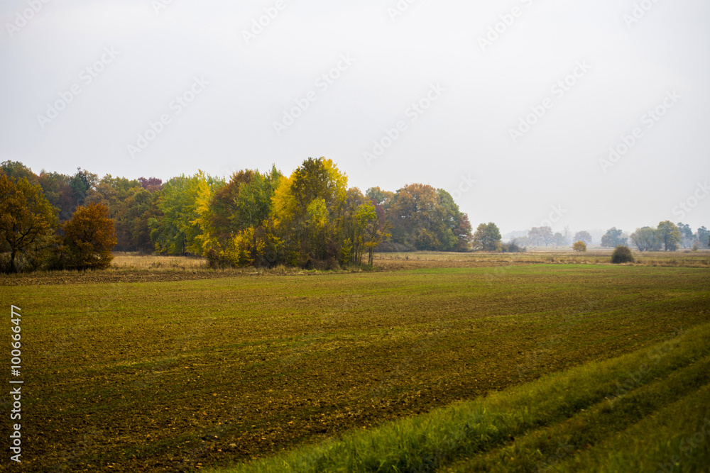 field at autumnal morning