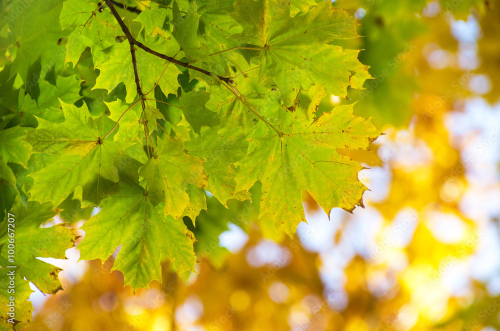 leaves in autumn forest leaves in autumn forest
