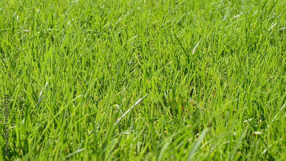Fresh grass with dew drops close up Fresh grass with dew drops close up