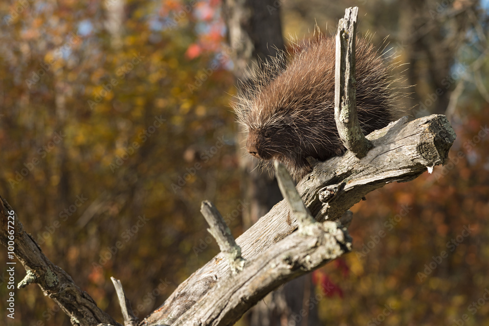 Porcupine (Erethizon dorsatum) Looks Down Branch Porcupine (Erethizon dorsatum) Looks Down Branch