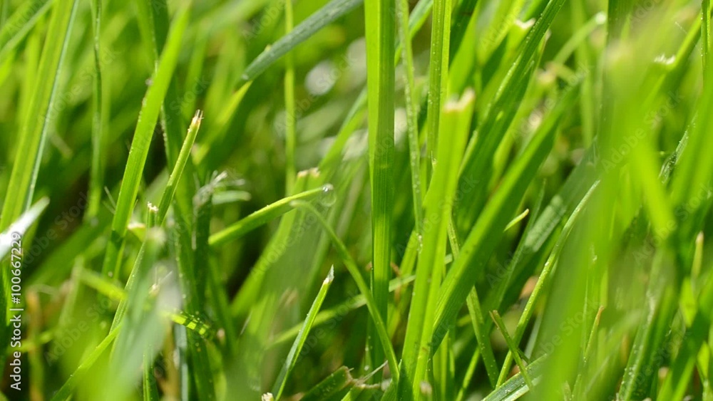 Fresh grass with dew drops close up Fresh grass with dew drops close up