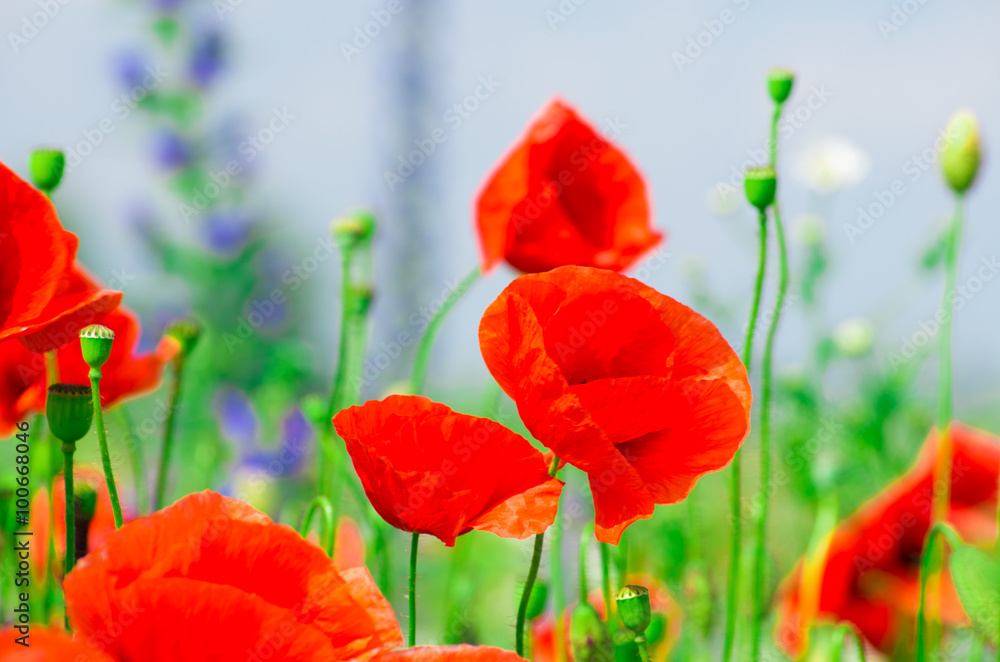 Obraz premium Beautiful poppy field