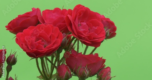 Wallpaper Mural Red Rose Bush, Front of Bunch of Red Blooming Flowers, Roses Bundle Torontodigital.ca