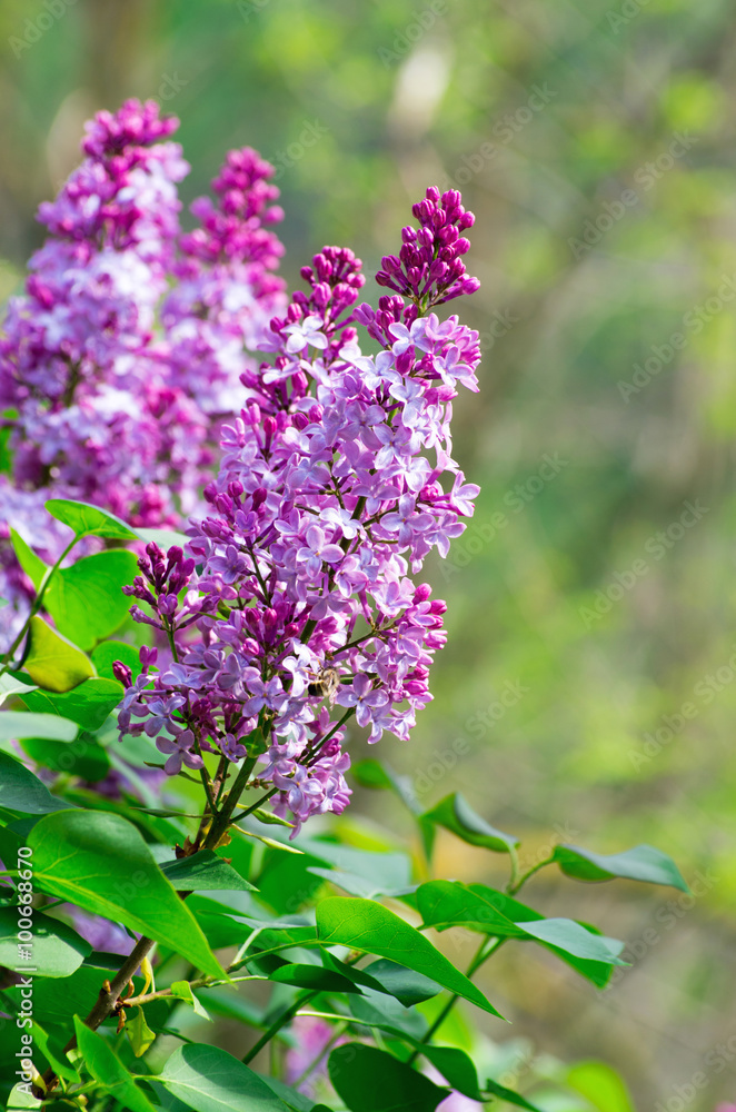 lilac flowers lilac flowers