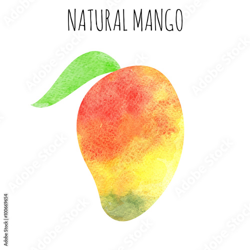 watercolor mango fruit on white background