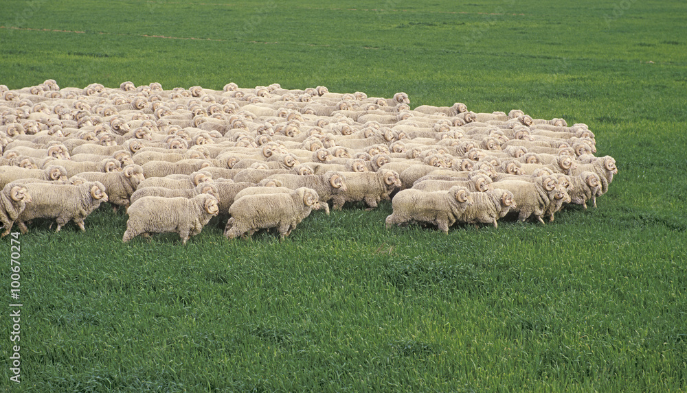 Obraz premium stud merino rams on Australian farm.