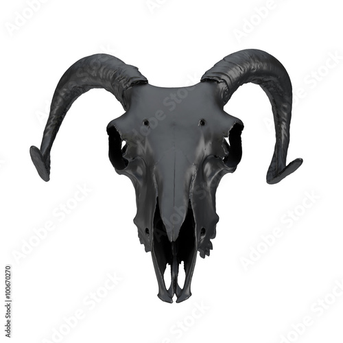 black ram skull isolated on white