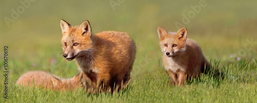 Fox Kits in Field