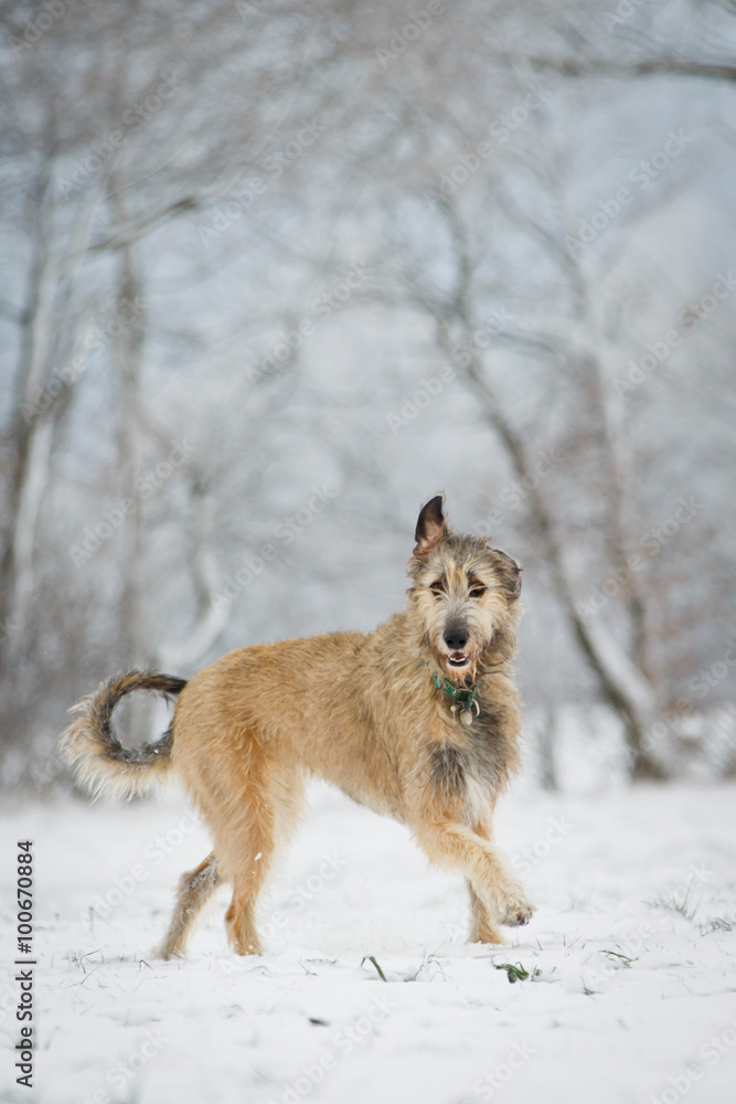 Hund im Schnee Hund im Schnee
