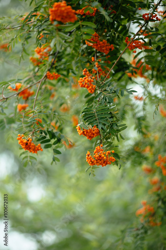 bunches of rowan on a green blurred background