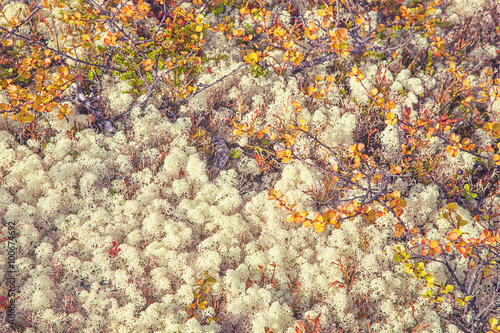 autumn tundra lichen and moss background © whitehoune