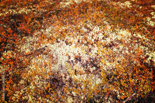 autumn tundra lichen and moss background