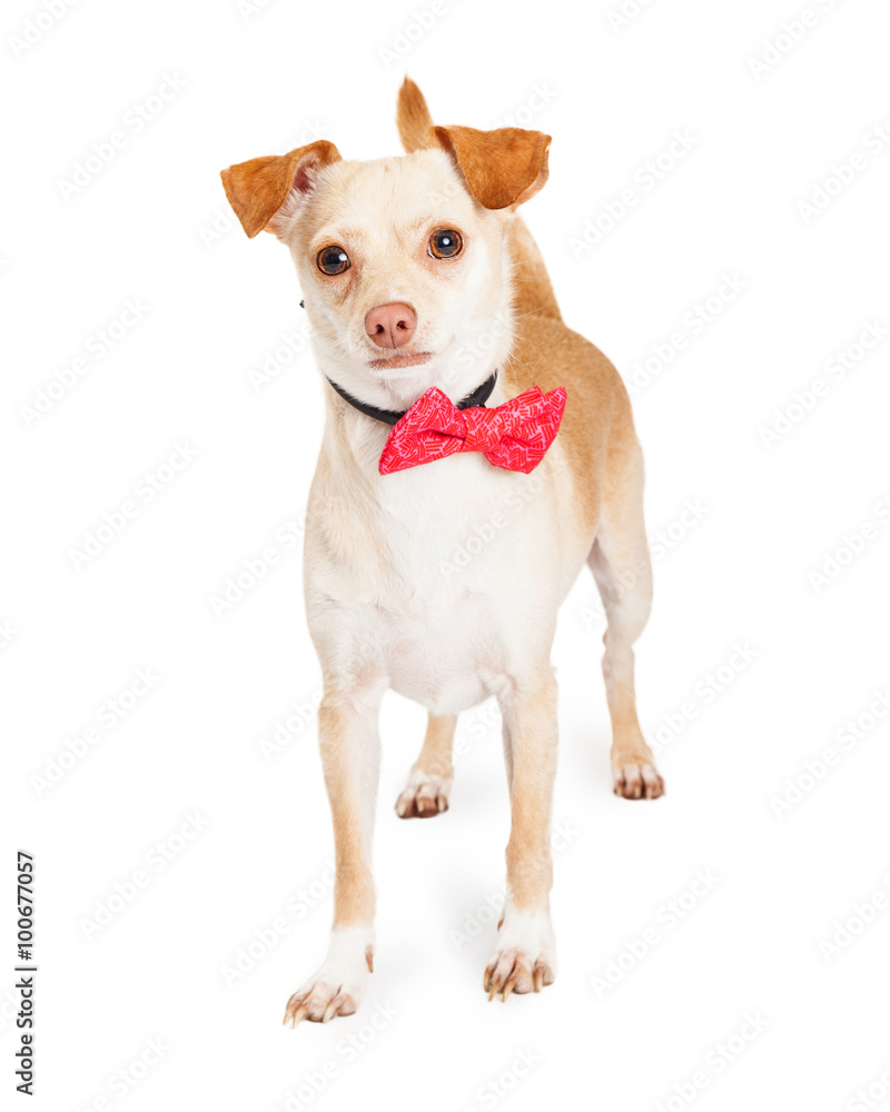 Chihuahua Crossbreed Dog Wearing Pink Bowtie