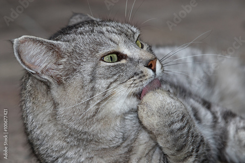 Grey striped cat licking its paw relaxing