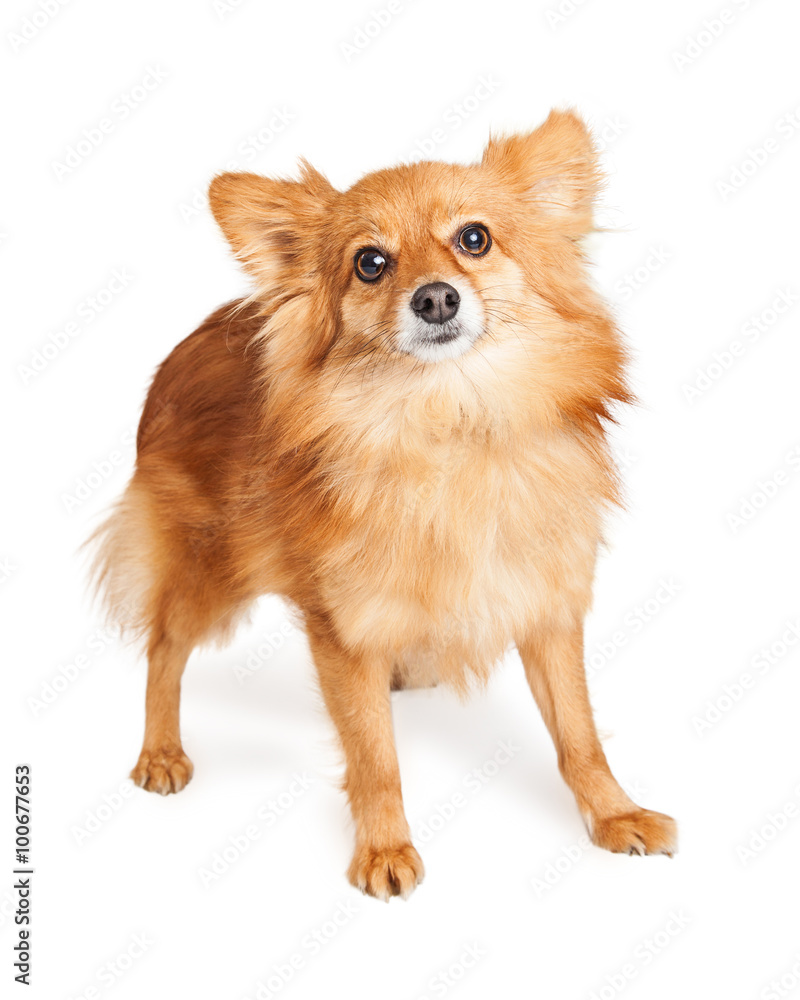 Obraz premium Pomeranian Crossbreed Dog Over White