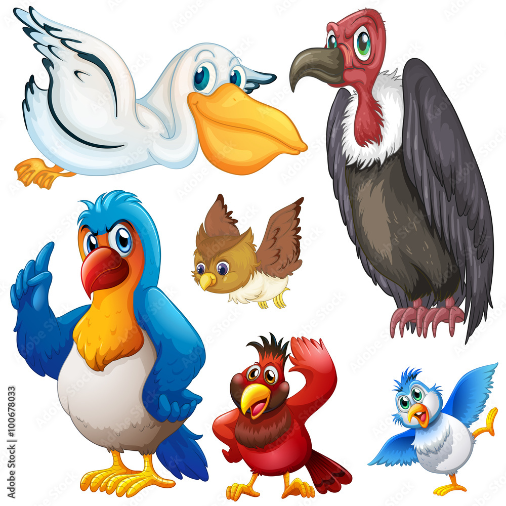Obraz premium Different kind of birds