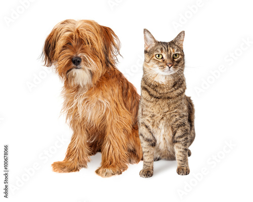 Shaggy Dog and Tabby Cat Sitting Together © adogslifephoto