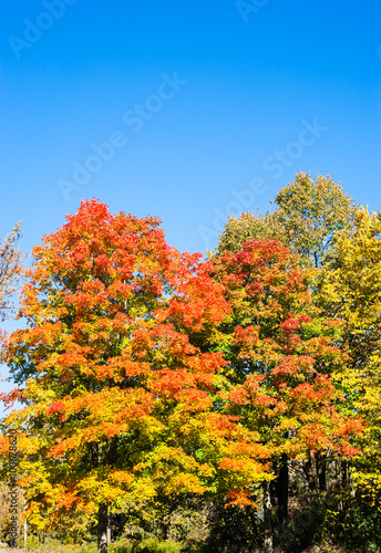 Autumn trees turning orange under blue sky