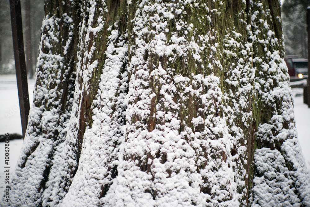 tree under the snow tree under the snow