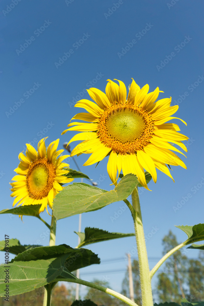 Naklejka premium Sunflower