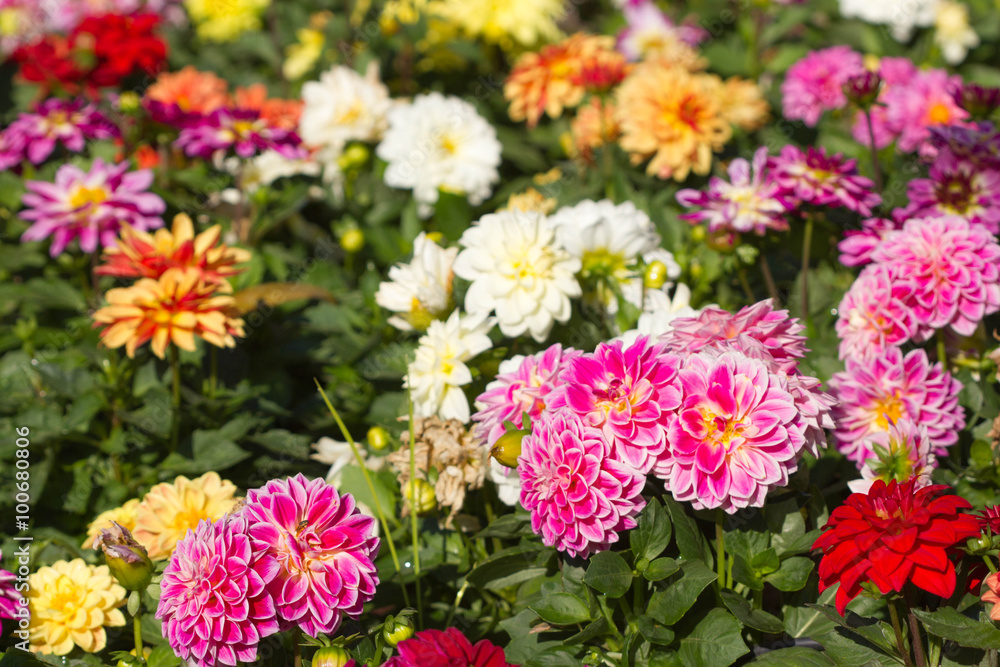 all dahlia flower in garden all dahlia flower in garden