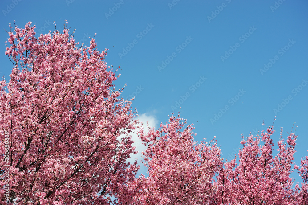 pink cherry blossom in sunny day under blue sky pink cherry blossom in sunny day under blue sky