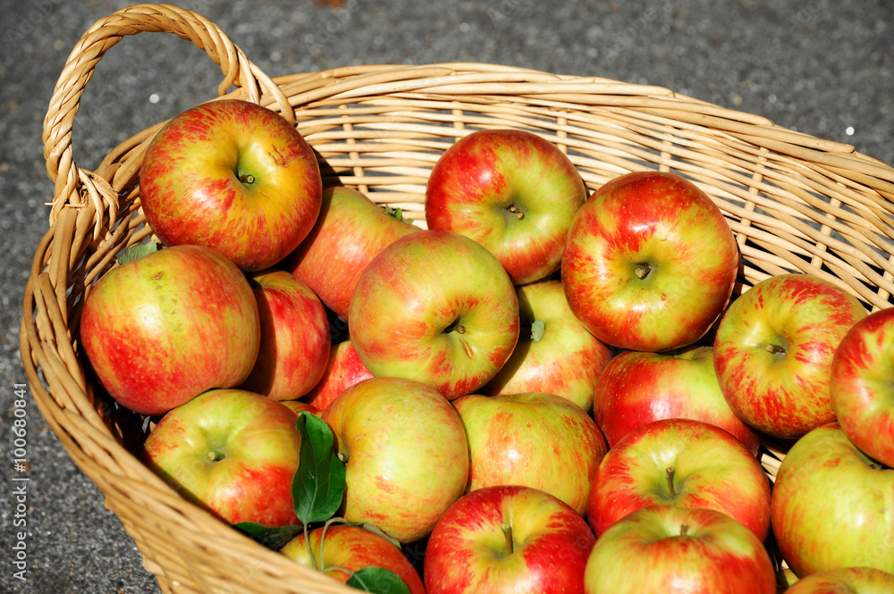 close up on honey crispy apples in the basket close up on honey crispy apples in the basket