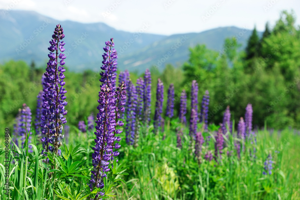 Obraz premium lupine blooming in spring in wild mountain area