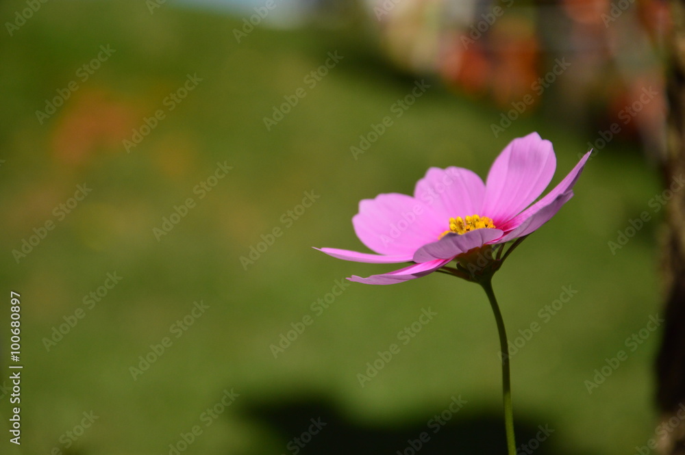 Pink cosmos in garden background