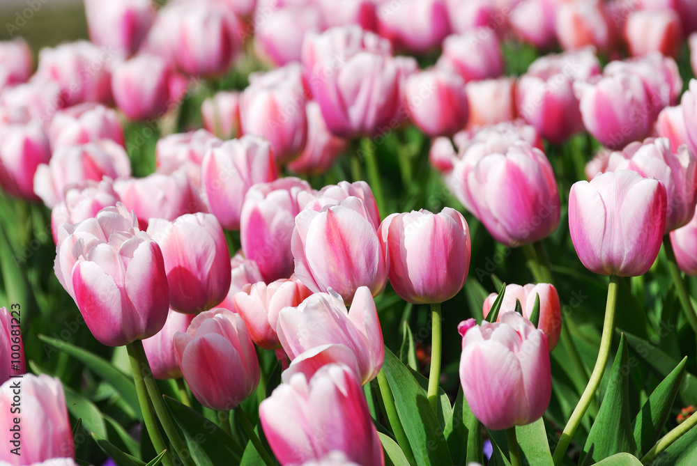 close up on tulip blooming in spring close up on tulip blooming in spring