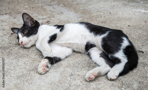 Little cute kitten lay on outdoor garden © jeafish